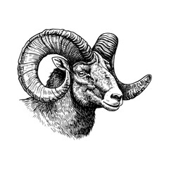 Hand-drawn Wild Sheep with Curled Horns, Vintage Mountain Mammal Etching, Monochrome Animal Print, Wilderness Wall Decor, Rustic Illustration, Black Sketch, Nature Artwork.