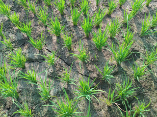 Young green rice plants grow neatly in a paddy field with wet soil, showing healthy growth and early farming stages under sunlight.