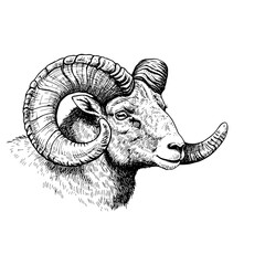 Hand-drawn Wild Sheep with Curled Horns, Vintage Mountain Mammal Etching, Monochrome Animal Print, Wilderness Wall Decor, Rustic Illustration, Black Sketch, Nature Artwork.