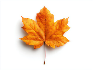 Obraz premium Autumn Maple Leaf on White, 흰 배경 위의 가을 단풍잎