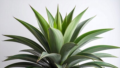 Close-up of a vibrant agave plant, showcasing its striking, lance-shaped leaves in shades of green and silver-green, arranged in a rosette pattern against a clean white background.