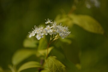 Deutzia glabrata, called Mulchamdae in Korea, is a deciduous shrub with smooth leaves and white spring flowers. It grows in shady moist valleys and is used ornamentally.
