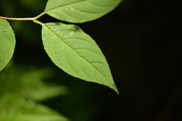 Deutzia glabrata, called Mulchamdae in Korea, is a deciduous shrub with smooth leaves and white spring flowers. It grows in shady moist valleys and is used ornamentally.