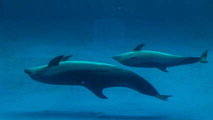 親子で泳ぐイルカ　水族館