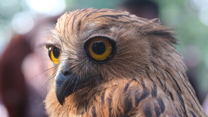 Closeup owl eyes during the day.