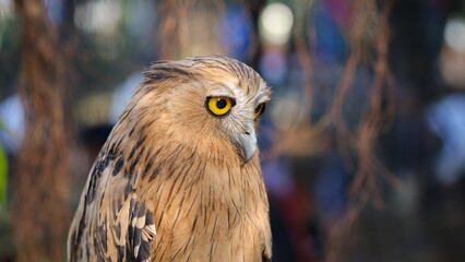Closeup owl eyes during the day.