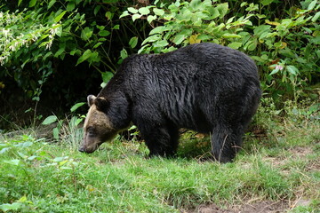 Fototapeta premium Orso bruno in primo piano nell'habitat naturale