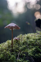 Macro photo of a small mushroom growing on moss in the forest, captured with soft light and blurred green background.