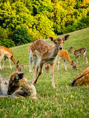 cute baby deer looking at the camera against the background of a lush green meadow. herd of deer. family and