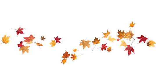Falling leaves, autumn foliage on transparent background, beautiful background of orange and gold leaves. Vector maple leaf, png, flying foliage from tree.	
