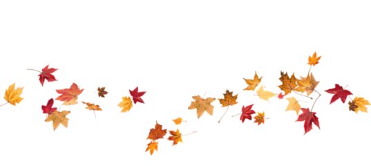Falling leaves, autumn foliage on transparent background, beautiful background of orange and gold leaves. Vector maple leaf, png, flying foliage from tree.	
