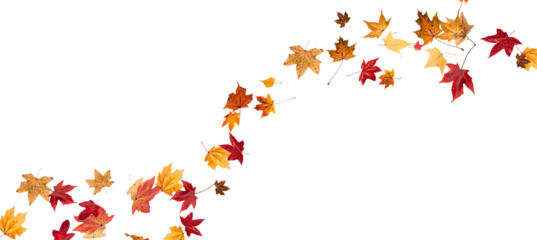 Falling leaves, autumn foliage on transparent background, beautiful background of orange and gold leaves. Vector maple leaf, png, flying foliage from tree.	
