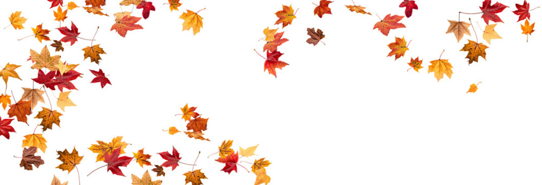 Fototapeta Falling leaves, autumn foliage on transparent background, beautiful background of orange and gold leaves. Vector maple leaf, png, flying foliage from tree.  