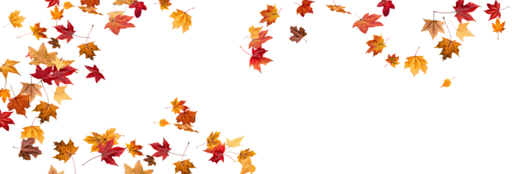 Falling leaves, autumn foliage on transparent background, beautiful background of orange and gold leaves. Vector maple leaf, png, flying foliage from tree.	
