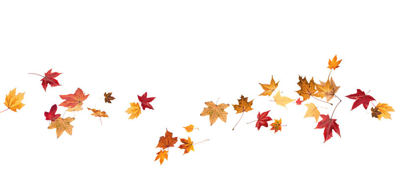 Falling leaves, autumn foliage on transparent background, beautiful background of orange and gold leaves. Vector maple leaf, png, flying foliage from tree.	
