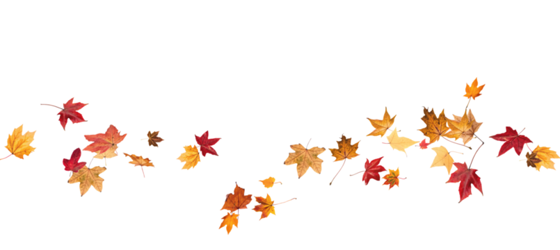 Falling leaves, autumn foliage on transparent background, beautiful background of orange and gold leaves. Vector maple leaf, png, flying foliage from tree.	
