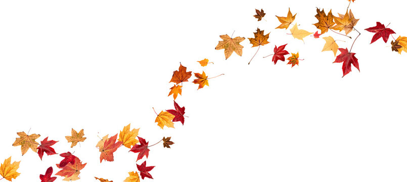 Falling leaves, autumn foliage on transparent background, beautiful background of orange and gold leaves. Vector maple leaf, png, flying foliage from tree.	

