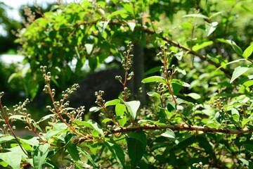 Deutzia crenata, called Bindori in Korea, is a deciduous shrub with toothed leaves and clusters of...