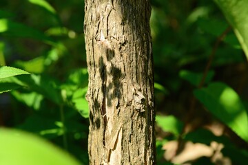 Obraz premium Deutzia crenata, called Bindori in Korea, is a deciduous shrub with toothed leaves and clusters of white flowers blooming in early summer, widely grown as an ornamental plant.