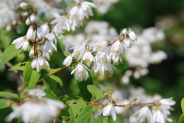 Deutzia crenata, called Bindori in Korea, is a deciduous shrub with toothed leaves and clusters of white flowers blooming in early summer, widely grown as an ornamental plant.