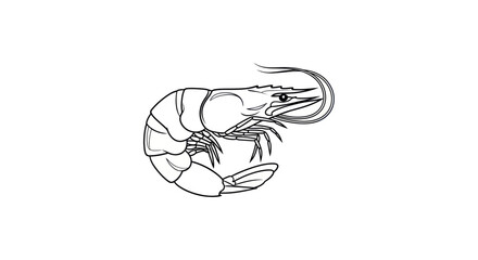 Detailed black and white line art illustration of a curved shrimp with long antennae.