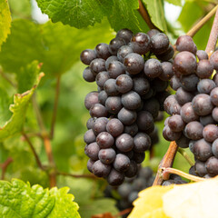 Natural Macro Shot of Grapes on a Vineyard Plant