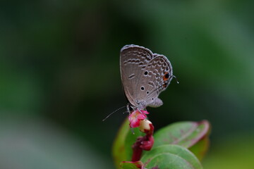 Ypthima huebneri or Common five ring found in vegetable gardens.