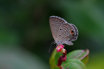 Ypthima huebneri or Common five ring found in vegetable gardens.
