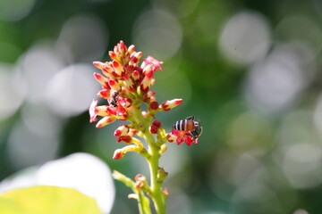 Anthophila found in the forest.
