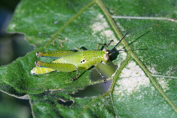 Grasshoppers are found in vegetable plots.