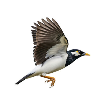 A Javan Pied Starling, or Black-winged Myna, in mid-flight against a clean white background.