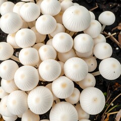 Close-up cluster of many small, white mushrooms