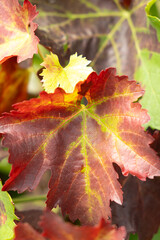 Grape leaves that have changed color, vineyard disease.