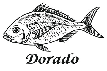 Obraz premium Dorado fish detailed line drawing with text marine life seafood