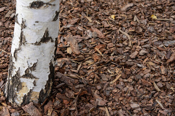 Close-up of a birch tree trunk surrounded by wood chip mulch, showcasing texture and color contrast in a natural environment. Ideal for garden landscaping and nature-themed projects.
