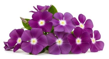 Obraz premium Vibrant purple periwinkle flowers with bright white and yellow centers, arranged beautifully on a clean white background.