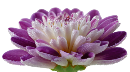 Purple and White Chrysanthemum Blooms: A detailed view of a vibrant chrysanthemum, its layered petals showcasing a captivating blend of purple and white, accented with delicate dew drops.