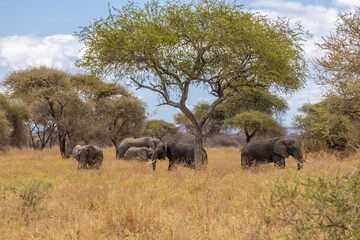 Fototapeta premium Elephant in Africa savanna on dry grass at safari game drive. Wild nature in African national parks of Kenya and Tanzania. Mammals animals wildlife in African savanna bush Tarangire national park