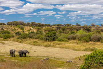 Obraz premium Elephant in Africa savanna on dry grass at safari game drive. Wild nature in African national parks of Kenya and Tanzania. Mammals animals wildlife in African savanna bush Tarangire national park