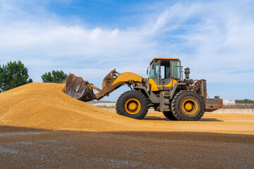 Obraz premium The farmers use a loader to pile up the mature wheat.
