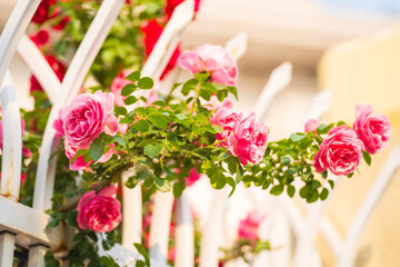 In the summer, rose is blooming