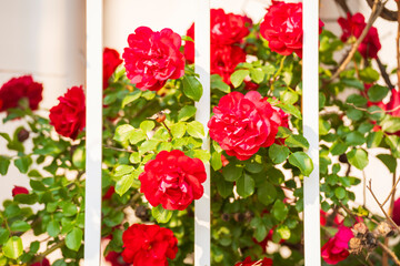 Obraz premium In the summer, rose is blooming