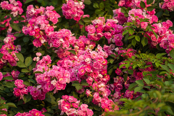 Obraz premium In the summer, rose is blooming
