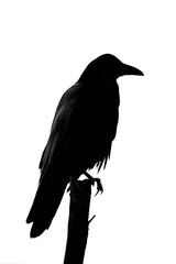 Fototapeta premium Silhouette of a crow perched on a branch against a white background