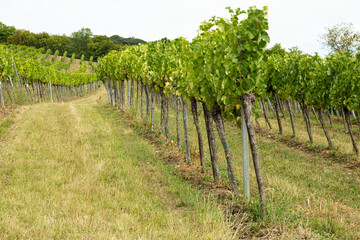 Scenic panoramic view of Austrian vineyards with ripe grape clusters on hillside
