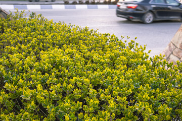 Urban landscape and street design. A green lawn with bushes and vehicles flying at high speed on the highway. Traffic on city streets.