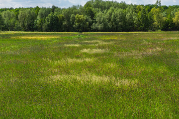 Unmown meadow during a cloudy day in the foothills of a deciduous forest