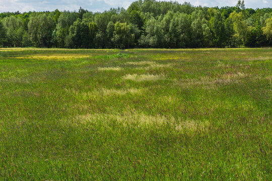 Unmown meadow during a cloudy day in the foothills of a deciduous forest