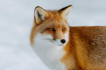 Obraz premium emotional portraits of top wild animals against clean minimalist background with bokeh effects