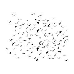 A flock of flying silhouette birds. Black on white background. Vector